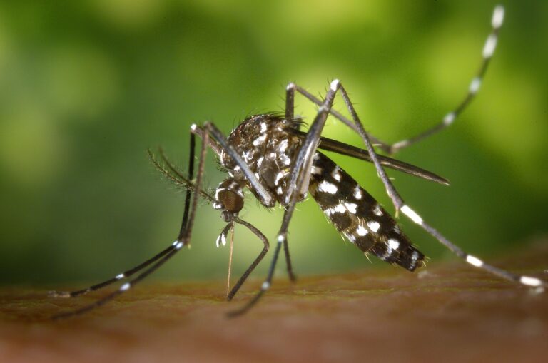 Dengue, chikungunya : la carte des cas en France et les bons réflexes de septembre